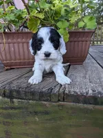Panda, a female Cockapoo and Poodle - Miniature  for sale in Salem, MO – 5 of 8