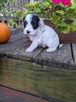 Panda, a female Cockapoo and Poodle - Miniature  for sale in Salem, MO – 3 of 8