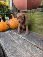 Rusty, a male Cockapoo and Poodle - Miniature  for sale in Salem, MO – 6 of 8