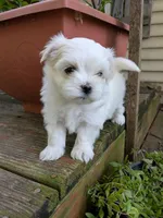 Alexandrina, a female Maltese for sale in Salem, MO – 2 of 6