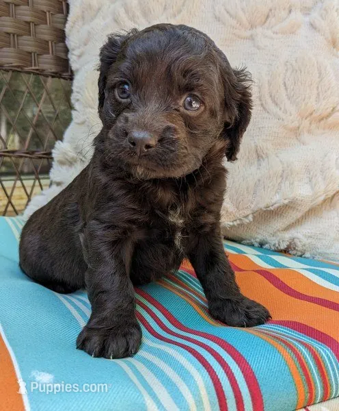 Reese Cup – Cockapoo, Cocker Spaniel puppy for sale in Salem, MO