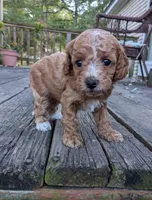 Tootsie, a female Cockapoo and Poodle - Miniature  for sale in Salem, MO – 8 of 8