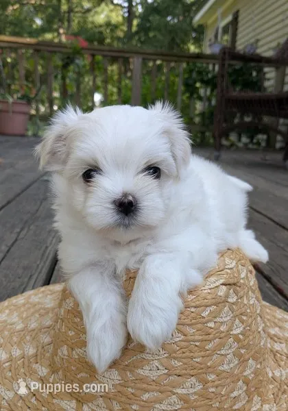 Alexandrina – Maltese puppy for sale in Salem, MO