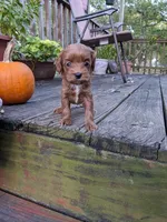 Tiana, a female Cockapoo and Poodle - Miniature  for sale in Salem, MO – 7 of 7