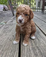 Teddy Bear, a male Cockapoo and Poodle - Miniature  for sale in Salem, MO – 2 of 8