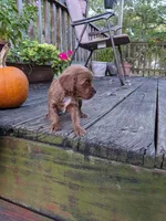 Tiana, a female Cockapoo and Poodle - Miniature  for sale in Salem, MO – 5 of 7