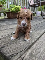 Teddy Bear, a male Cockapoo and Poodle - Miniature  for sale in Salem, MO – 4 of 8