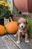 Teddy Bear, a male Cockapoo and Poodle - Miniature  for sale in Salem, MO – 8 of 8