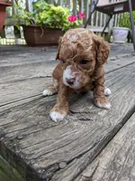 Teddy Bear, a male Cockapoo and Poodle - Miniature  for sale in Salem, MO – 7 of 8
