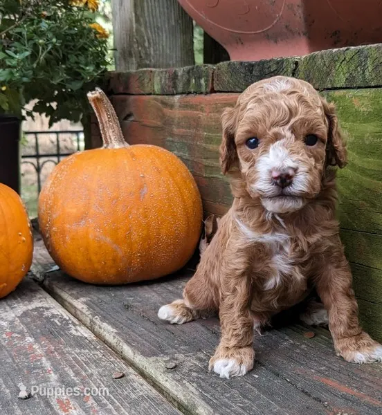 Teddy Bear – Cockapoo, Poodle - Miniature  puppy for sale in Salem, MO