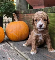 Teddy Bear, a male Cockapoo and Poodle - Miniature  for sale in Salem, MO – 1 of 8