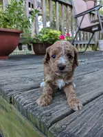 Tootsie, a female Cockapoo and Poodle - Miniature  for sale in Salem, MO – 3 of 8