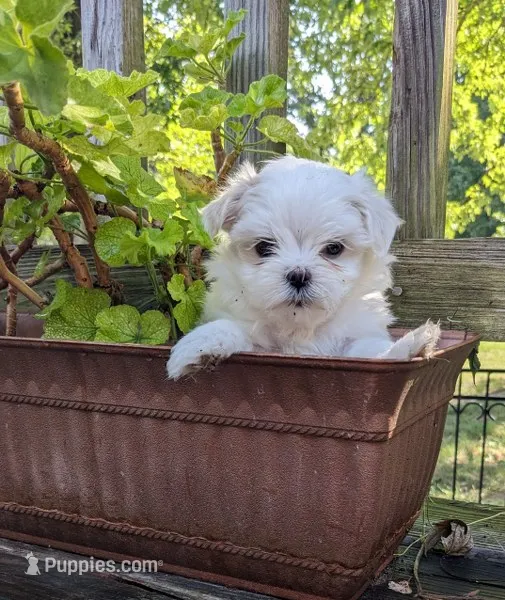 Eloise – Maltese puppy for sale in Salem, MO