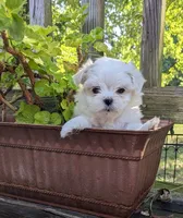 Eloise, a female Maltese for sale in Salem, MO – 1 of 1