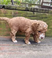 Teddy Bear, a male Cockapoo and Poodle - Miniature  for sale in Salem, MO – 5 of 8