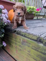 Tiana, a female Cockapoo and Poodle - Miniature  for sale in Salem, MO – 2 of 7