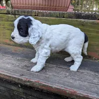Panda, a female Cockapoo and Poodle - Miniature  for sale in Salem, MO – 7 of 8