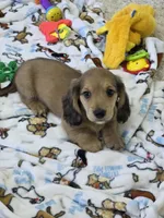 Akc LH miniature boy "Teddy" new pics 7-13, a male Miniature Dachshund for sale in Alma, MI – 2 of 7
