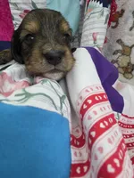Akc LH miniature boy " Arlo", a male Miniature Dachshund for sale in Alma, MI – 4 of 6