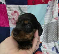Akc LH miniature boy " Max", a male Miniature Dachshund for sale in Alma, MI – 2 of 6