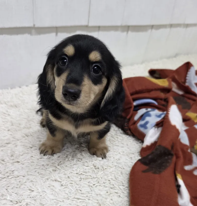 Olive AKC Miniature Longhair  – Dachshund puppy for sale in Alma, MI