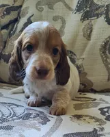 Winston AKC Mini Longhair, a male Dachshund for sale in Alma, MI – Photo 2 of 10