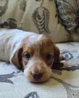 Winston AKC Mini Longhair, a male Dachshund for sale in Alma, MI – Photo 7 of 10