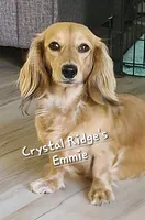 Winston AKC Mini Longhair, a male Dachshund for sale in Alma, MI – Photo 8 of 10