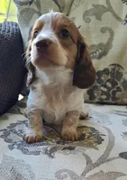 Winston AKC Mini Longhair, a male Dachshund for sale in Alma, MI – Photo 3 of 10