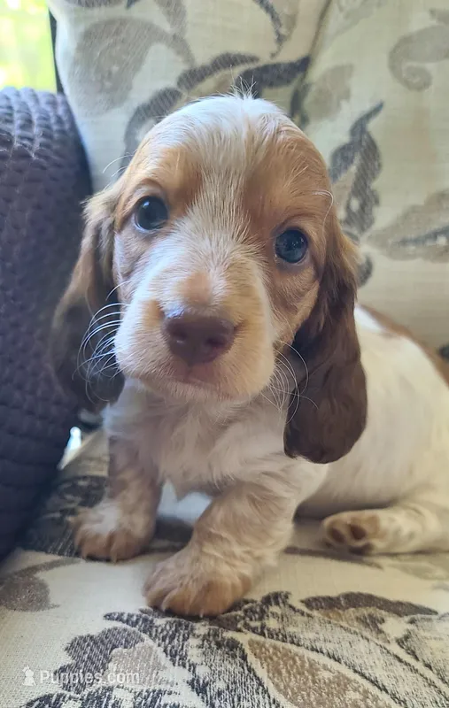 Winston AKC Mini Longhair