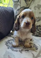 Winston AKC Mini Longhair, a male Dachshund for sale in Alma, MI – Photo 6 of 10