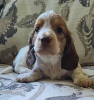 Winston AKC Mini Longhair, a male Dachshund for sale in Alma, MI – Photo 5 of 10