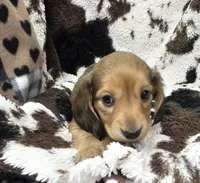 processed/c0e7dd6f-3d99-48ce-9e3c-57ddb1e31698/listing/1c4ca26f-87a0-40b4-b7f4-1c1f315891ba/b3865be9-8af9-46e0-bd3f-d3485d006754