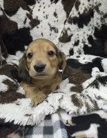 processed/c0e7dd6f-3d99-48ce-9e3c-57ddb1e31698/listing/1c4ca26f-87a0-40b4-b7f4-1c1f315891ba/b992cae3-2ed6-4693-9ab1-450ab50f60f5