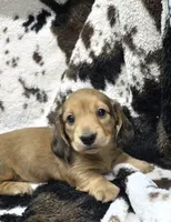 processed/c0e7dd6f-3d99-48ce-9e3c-57ddb1e31698/listing/1c4ca26f-87a0-40b4-b7f4-1c1f315891ba/c26b3346-5b3b-410c-bbaf-08ae0909c911