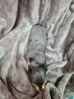 Lincoln AKC, a male Miniature Dachshund for sale in Alma, MI – Photo 6 of 10