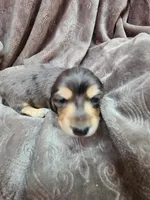 Lincoln AKC, a male Miniature Dachshund for sale in Alma, MI – Photo 9 of 10