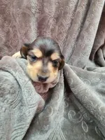 Lincoln AKC, a male Miniature Dachshund for sale in Alma, MI – Photo 5 of 10