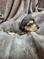 Lincoln AKC, a male Miniature Dachshund for sale in Alma, MI – Photo 8 of 10