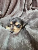 Lincoln AKC, a male Miniature Dachshund for sale in Alma, MI – Photo 7 of 10