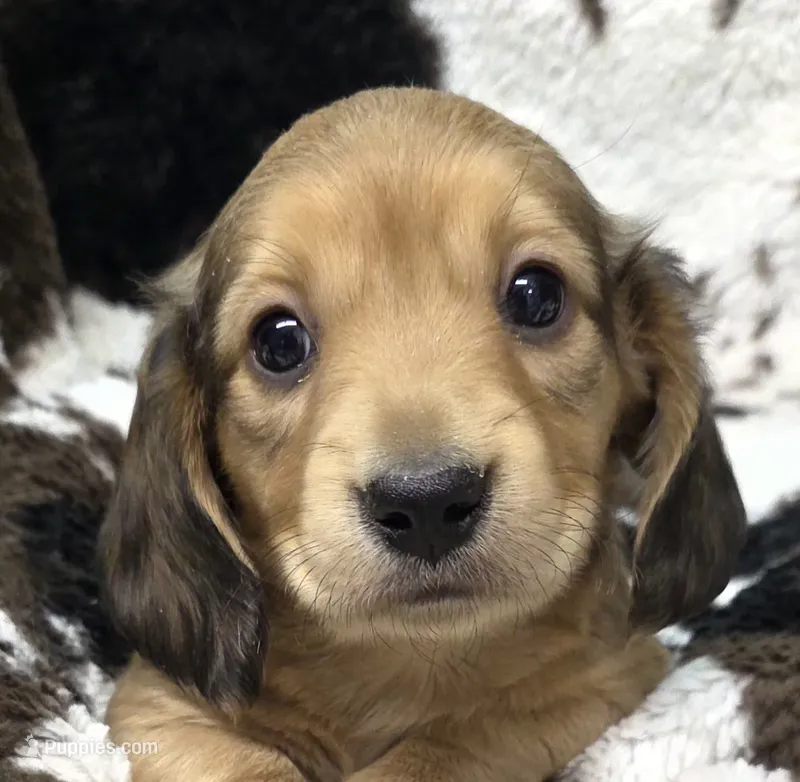 Akc LH miniature boy