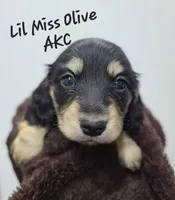 Olive AKC, a female Miniature Dachshund for sale in Alma, MI – Photo 2 of 10