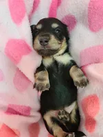 Olive AKC, a female Miniature Dachshund for sale in Alma, MI – Photo 5 of 10