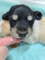 Olive AKC, a female Miniature Dachshund for sale in Alma, MI – Photo 7 of 10