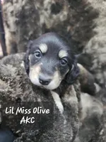 Olive AKC, a female Miniature Dachshund for sale in Alma, MI – Photo 10 of 10