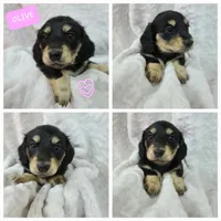 Olive AKC, a female Miniature Dachshund for sale in Alma, MI – Photo 1 of 10