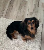 Olive AKC, a female Miniature Dachshund for sale in Alma, MI – Photo 9 of 10