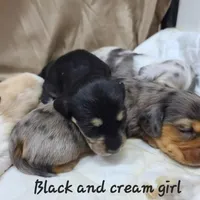 Olive AKC, a female Miniature Dachshund for sale in Alma, MI – Photo 8 of 10