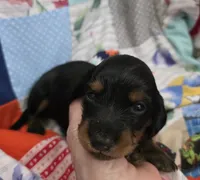 Akc LH miniature boy " Max", a male Miniature Dachshund for sale in Alma, MI – 6 of 6