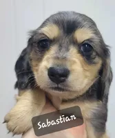 Sabastian AKC, a male Miniature Dachshund for sale in Alma, MI – Photo 9 of 10
